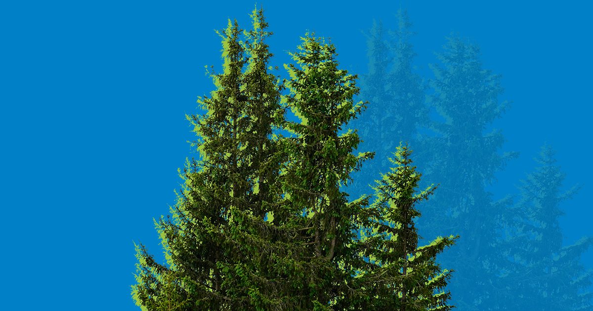 Group of pine trees with a green glow on a blue background